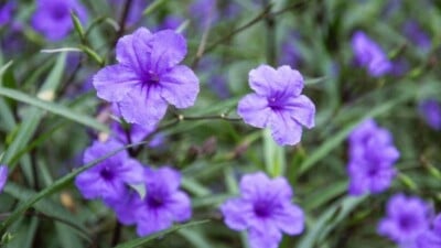 Selective focus on the purple flowers of Mexican petunia