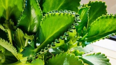 Closeup view on the green leaves of Mother of Thousands plant