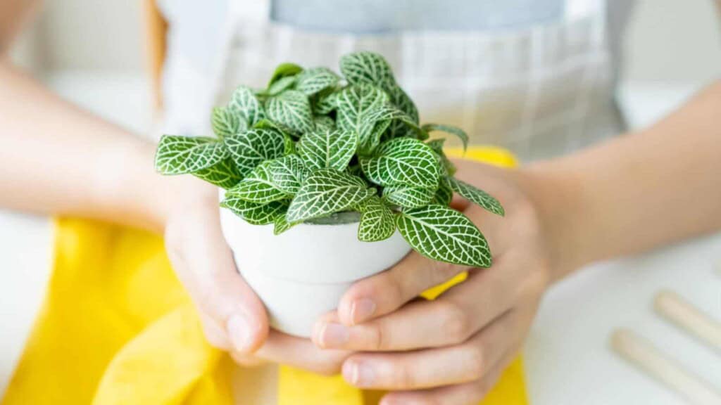 Woman holding nerve plant on a white pot