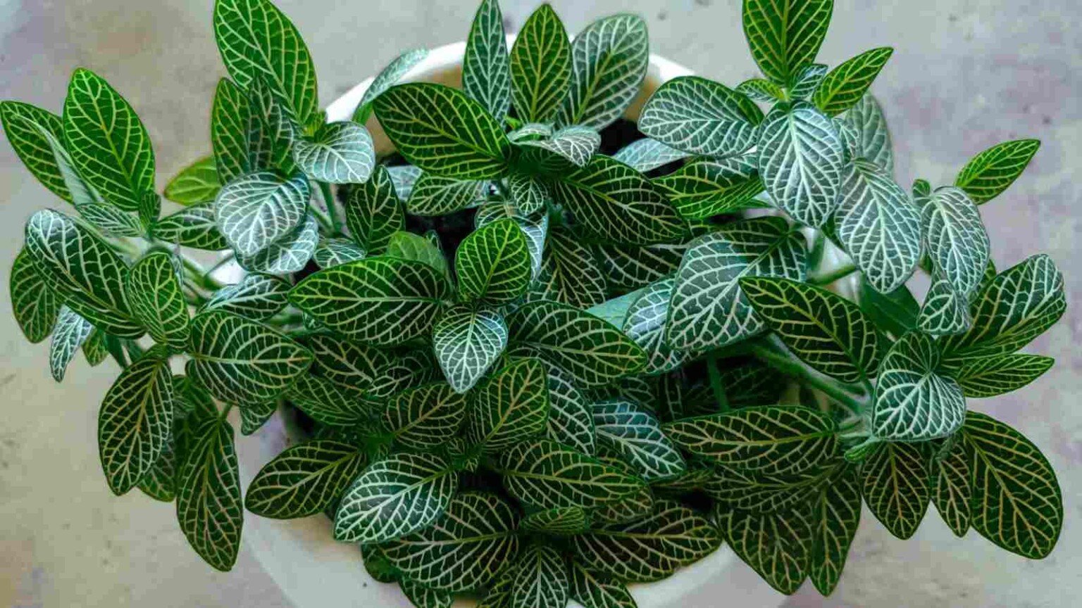 How To Care For Nerve Plant How To Grow and Care For Nerve Plant (Fittonia)