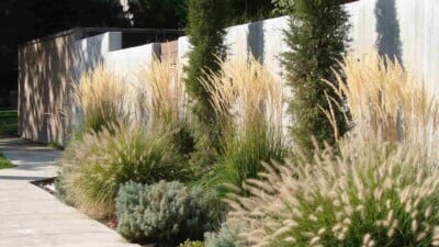 Ornamental grasses in a garden