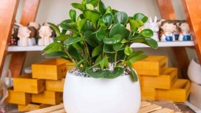 Peperomia Obtusifolia on a white pot placed on a wooden table