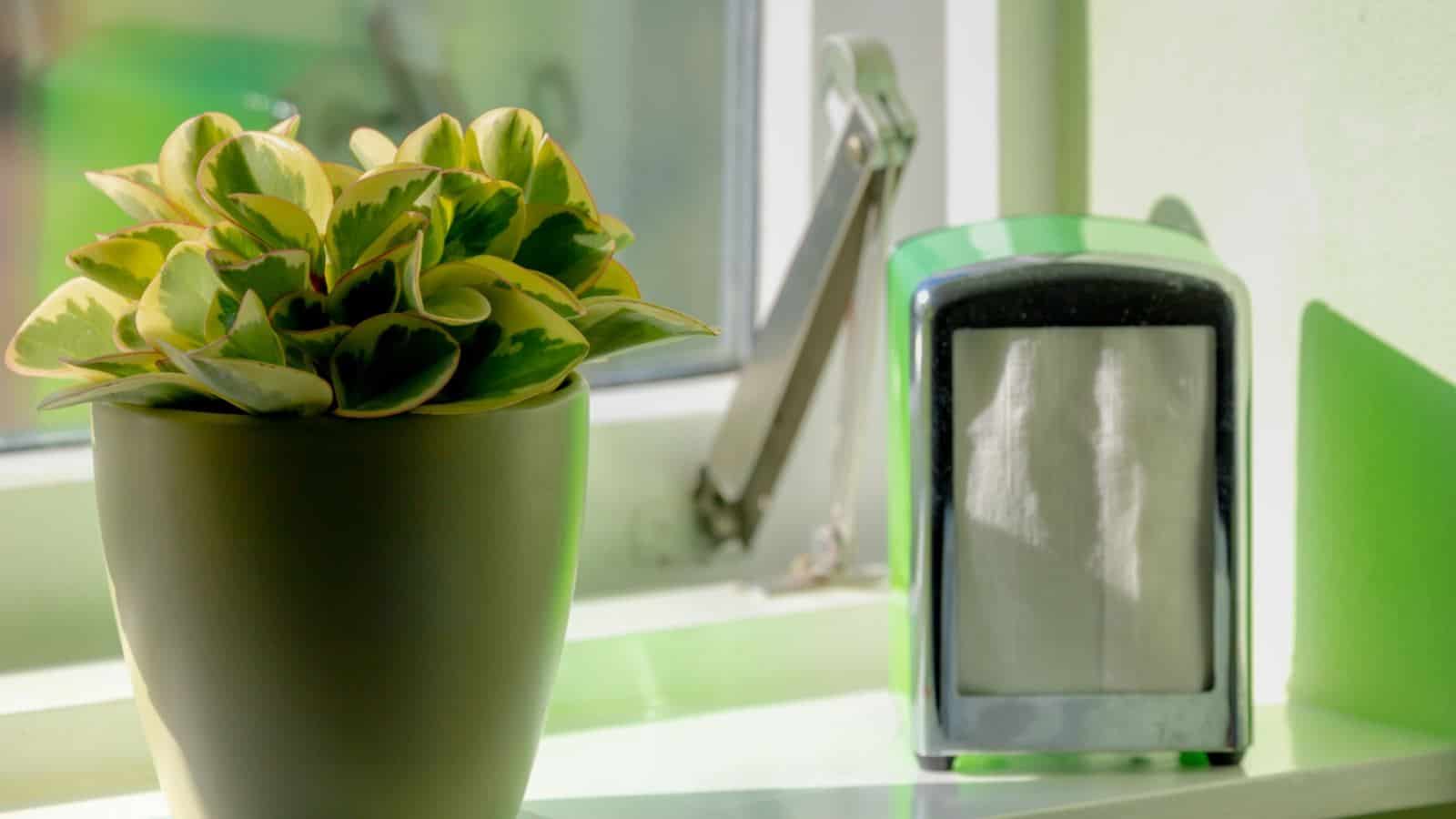 Baby rubber plant on a green pot placed on the windowsill