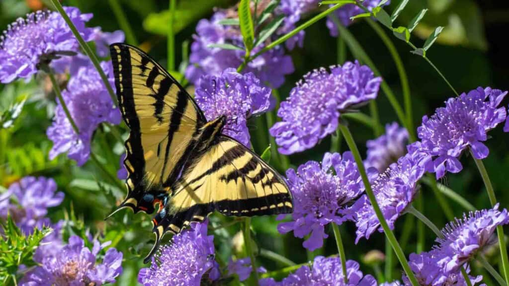 Yellow swallowtail butterfly on purple pincushion flowers