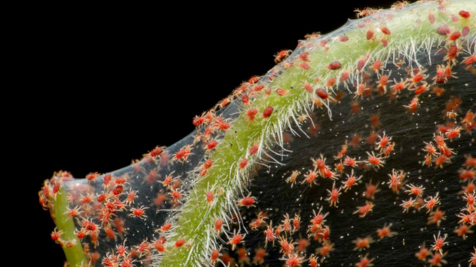 Red spider mites on a plant