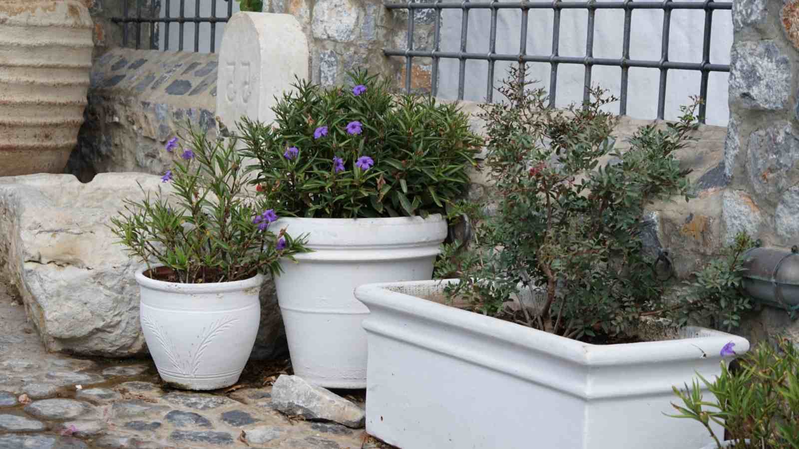 Mexican petunia plants in white pots