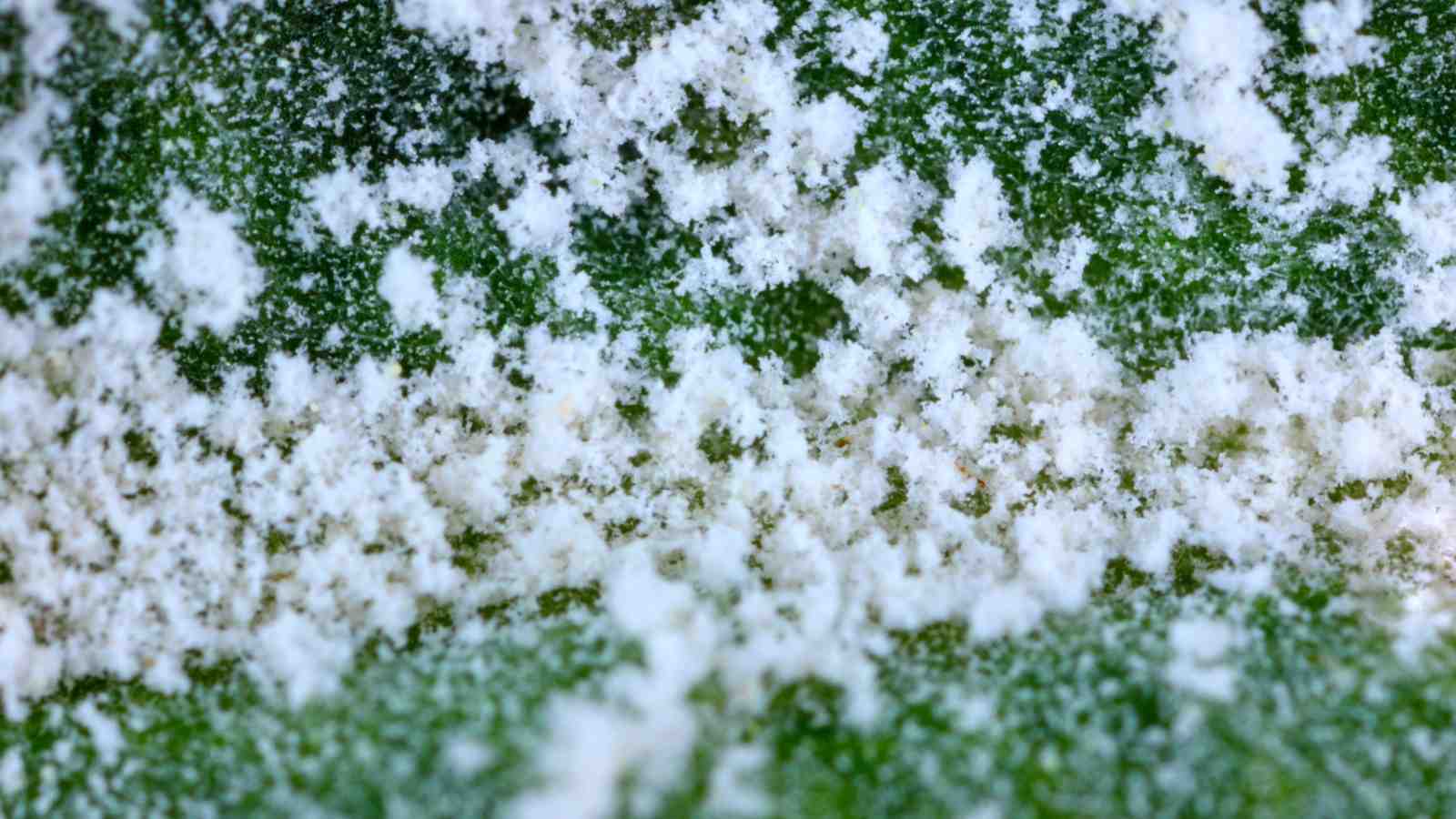 Closeup of powdery mildew