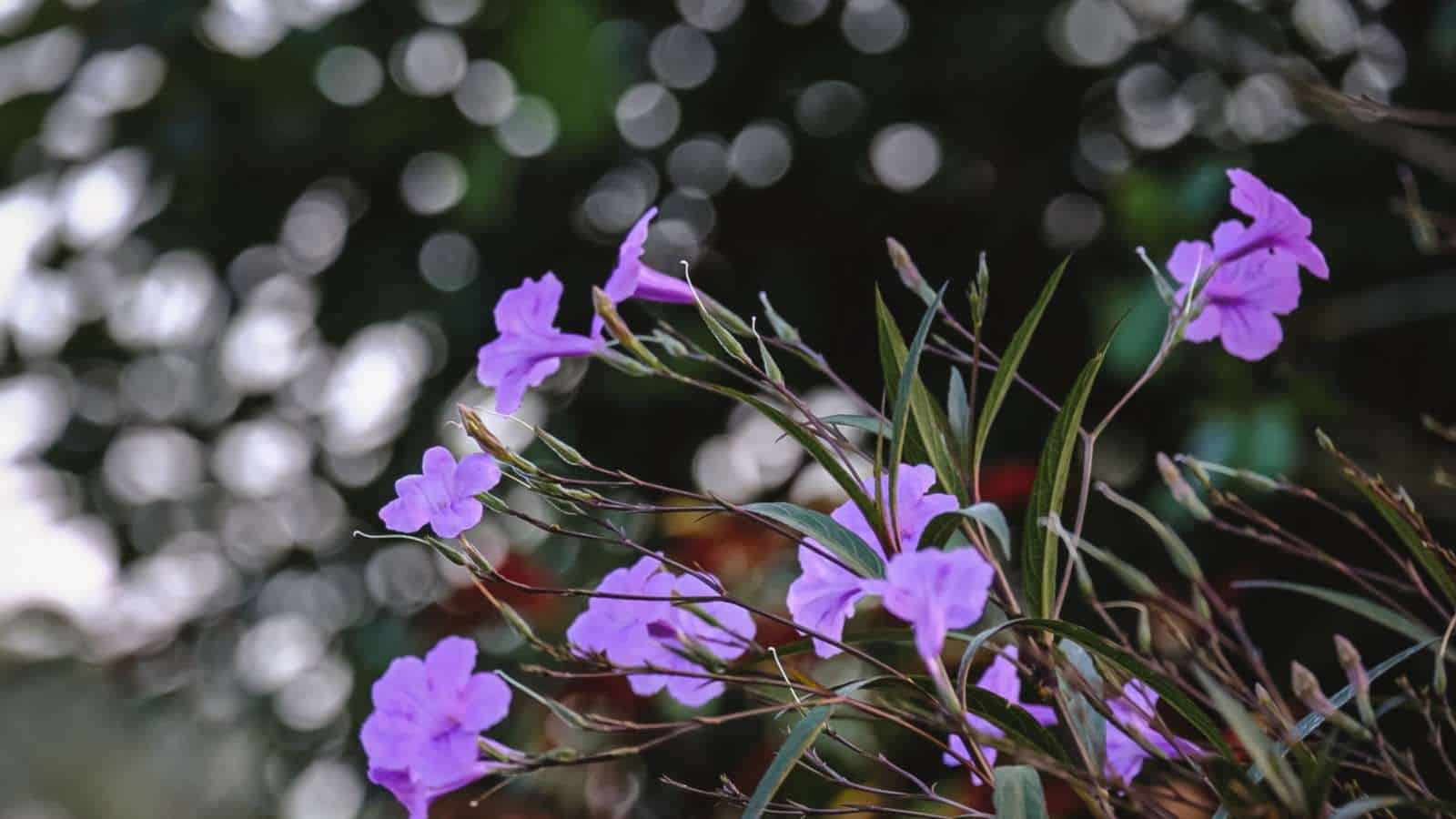 Selective focus of 'Purple Showers' Mexican Petunia flowers