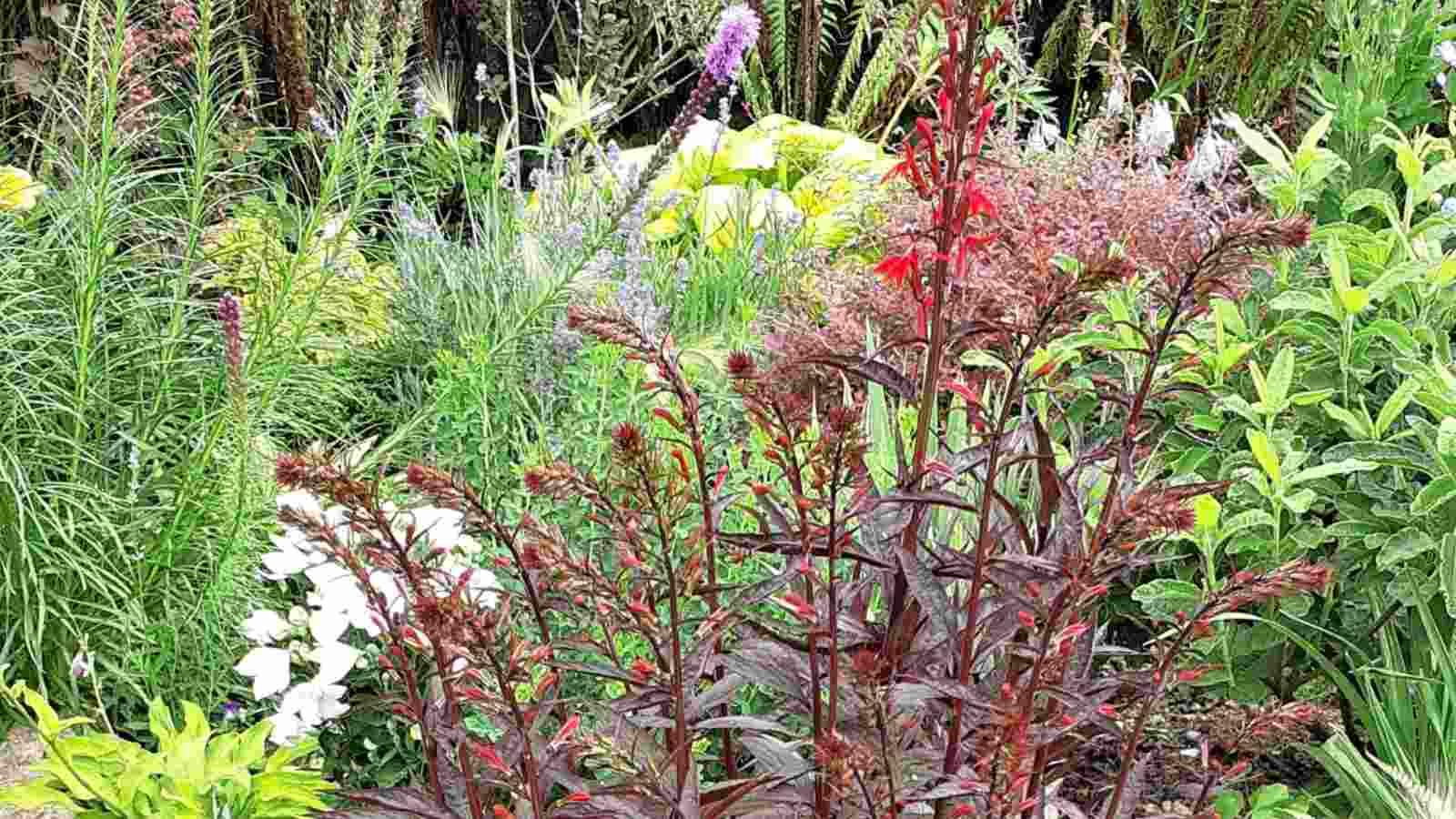Lobelia black truffle with dark purple leaves