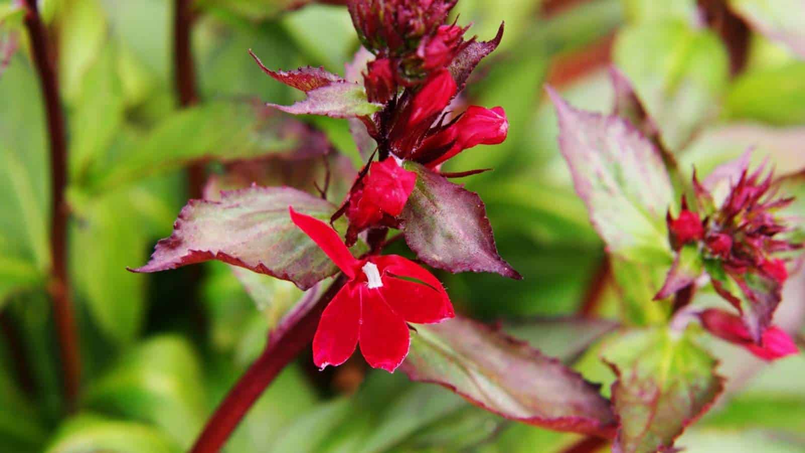 Closeup shot of Lobelia Queen Victoria flowers