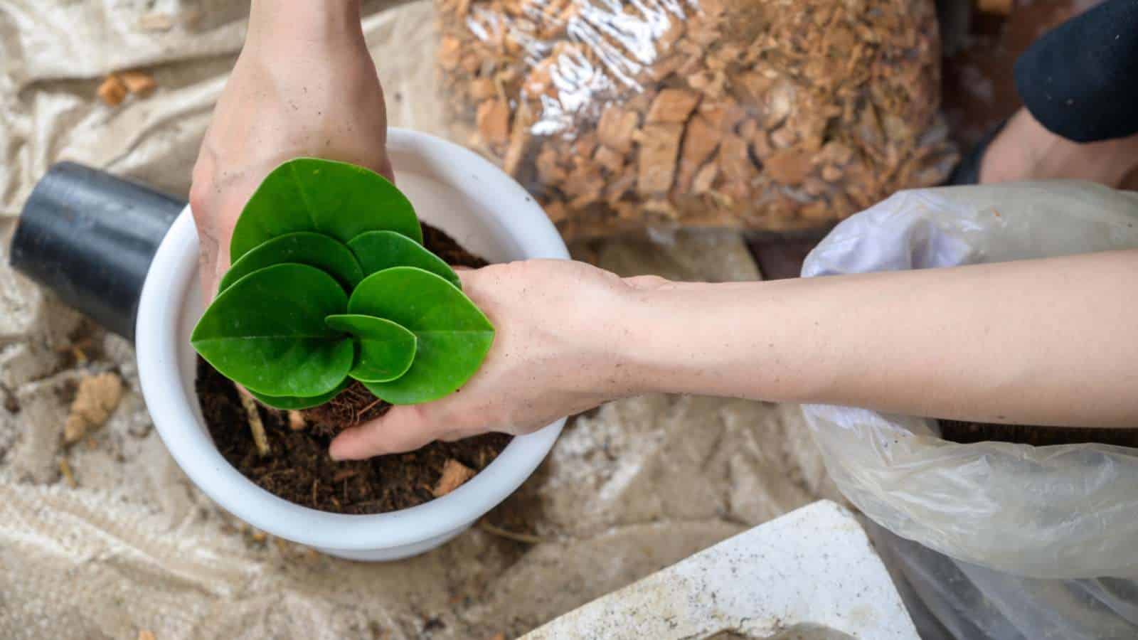 Hand repotting a peperomia obtusifolia plant on a white pot