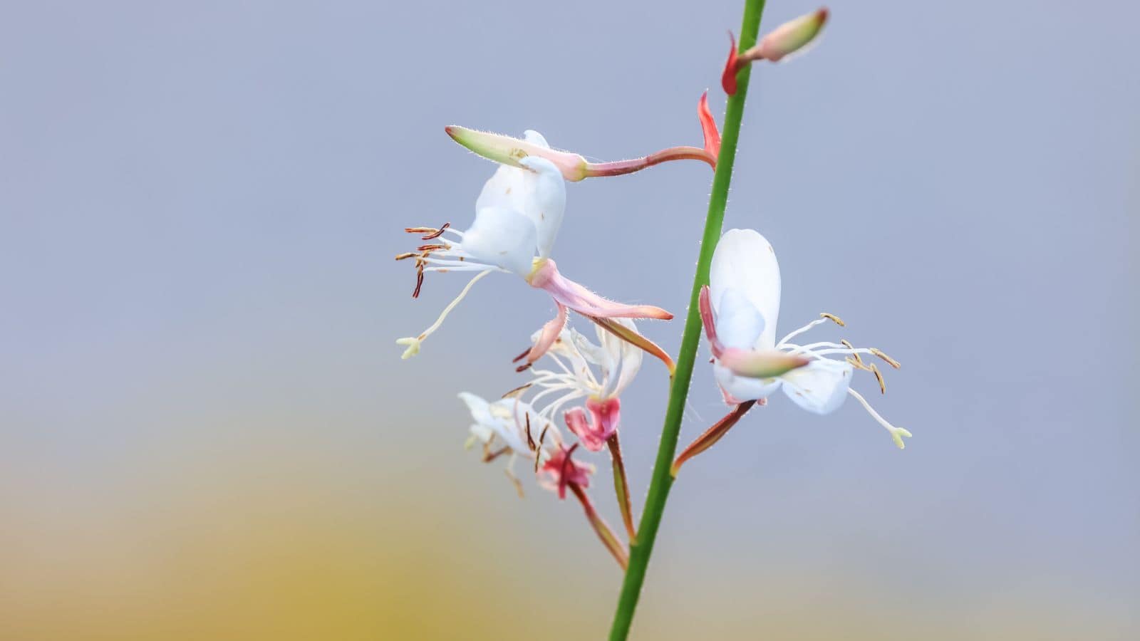 Pink cardinal flowers