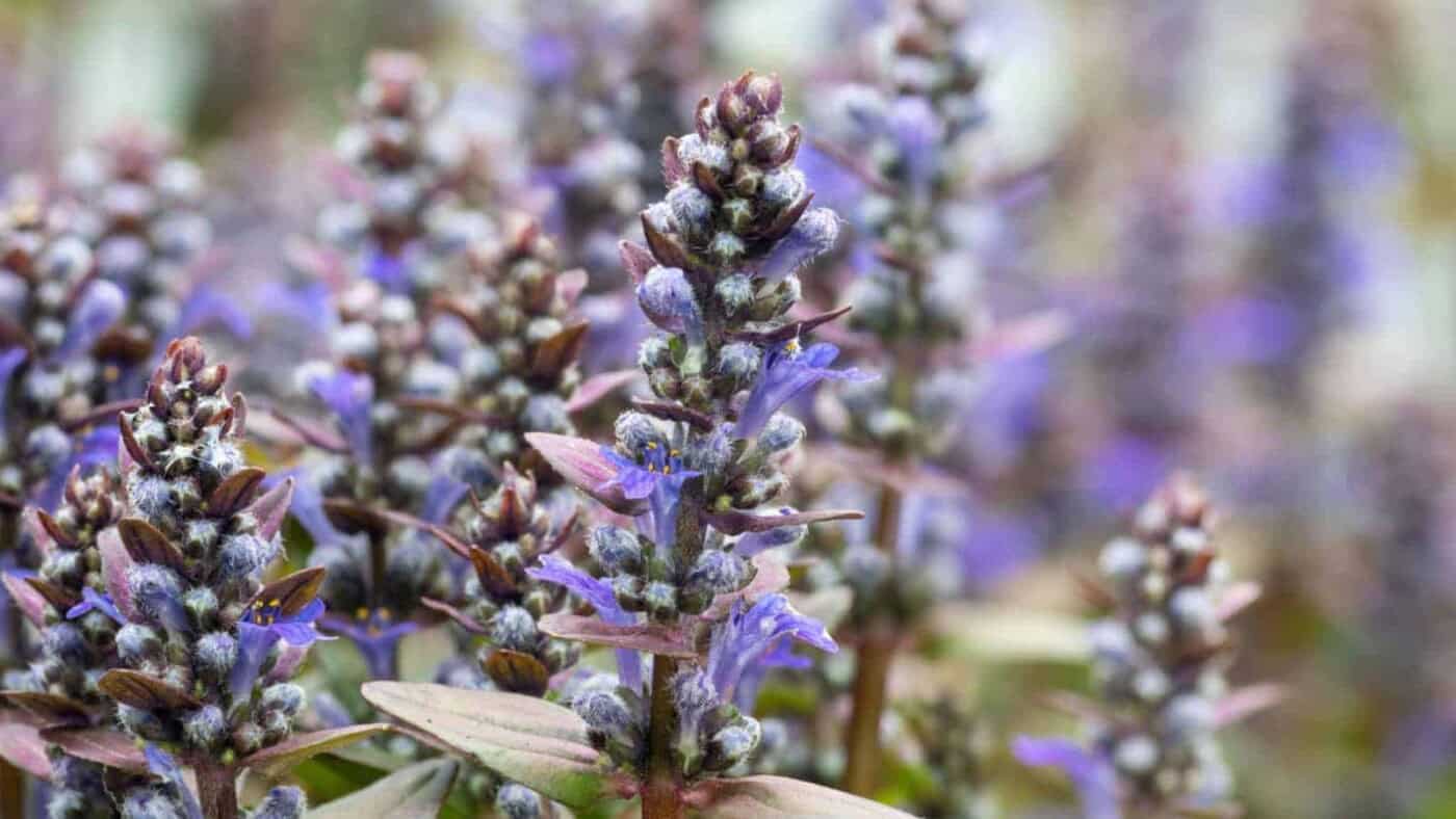 How to Plant, Grow, and Care for Bugleweed (Ajuga)