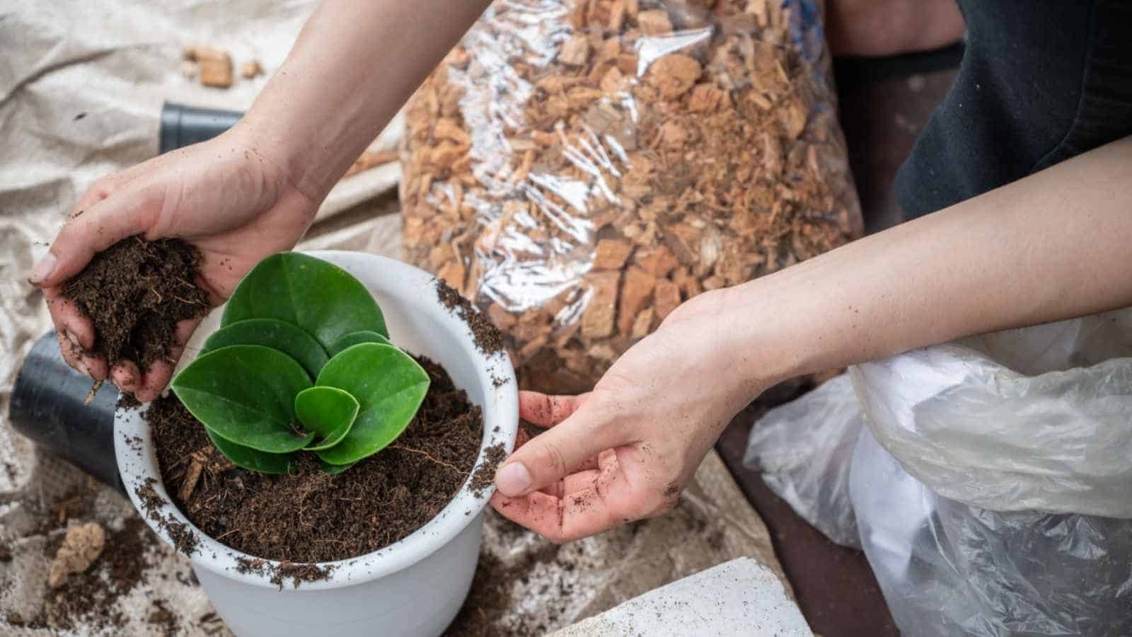 Gardener adding soil to the peperomia obtusifolia plant on a white pot