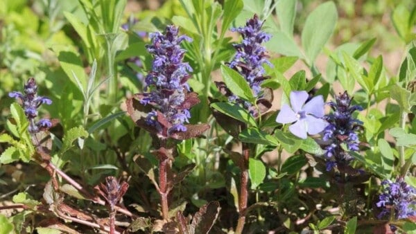 How to Plant, Grow, and Care for Bugleweed (Ajuga)