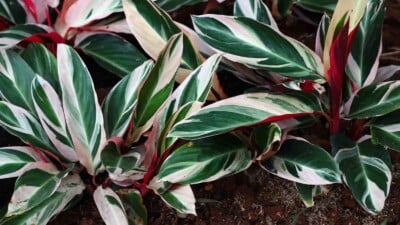 Stromanthe Triostar in soil