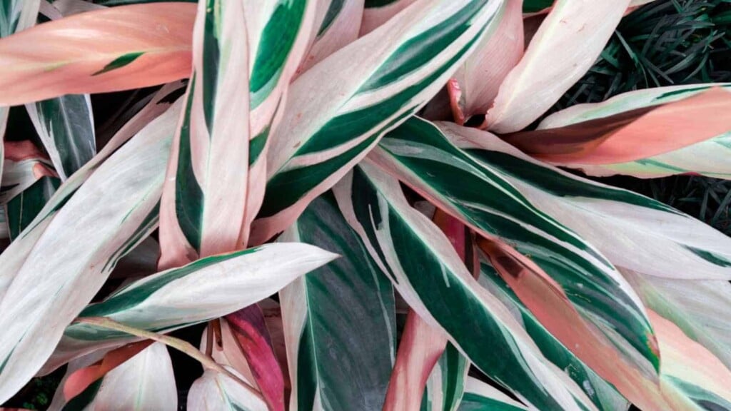 How to Grow and Care for Stromanthe Triostar (Complete Guide)