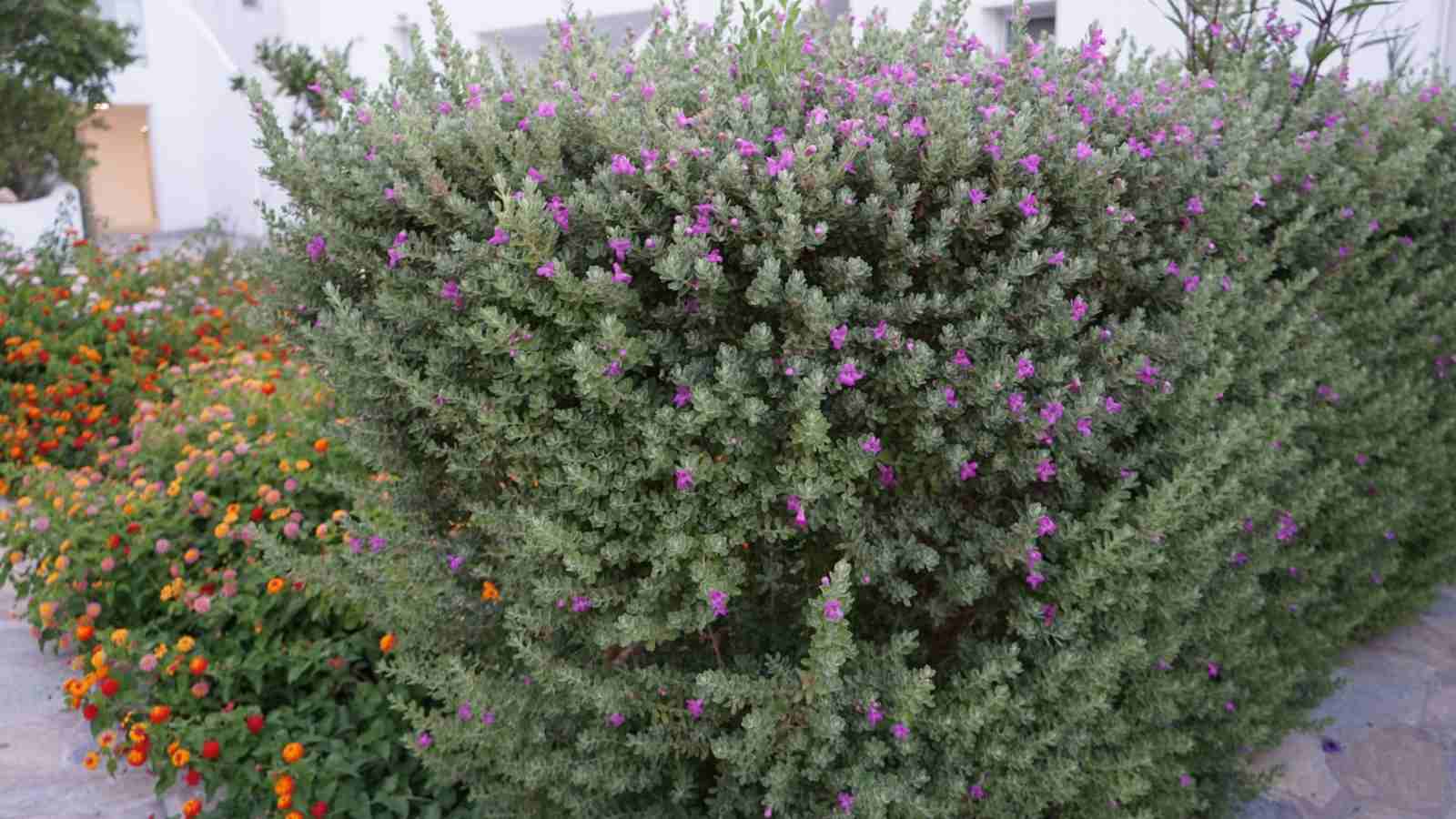 Texas sage on a garden during a hot climate