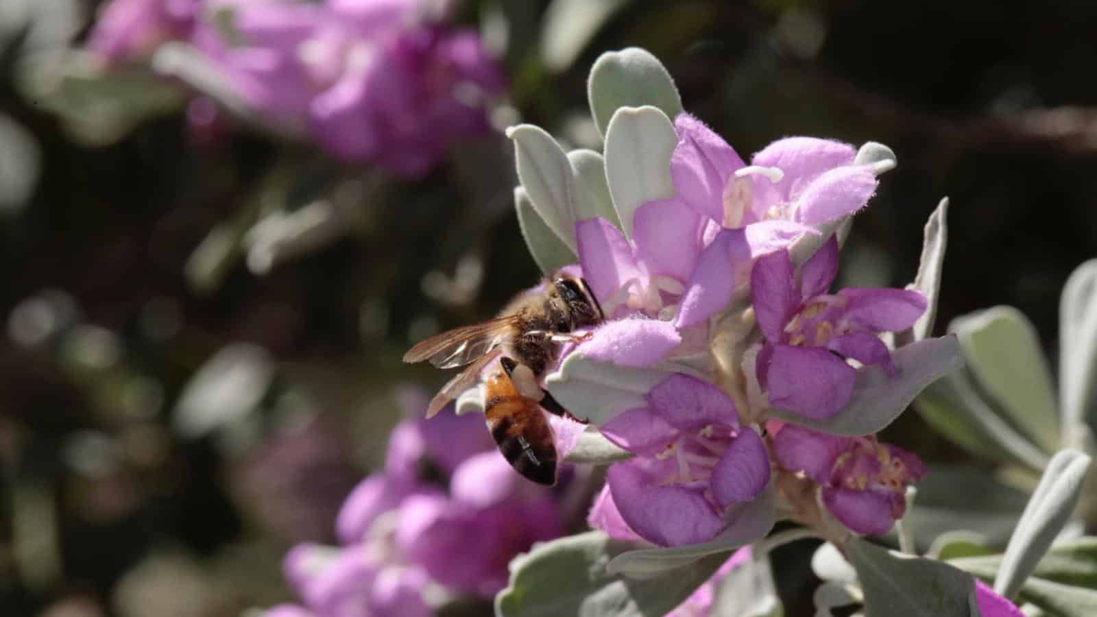 Bee pollinating on a Texas sage flower