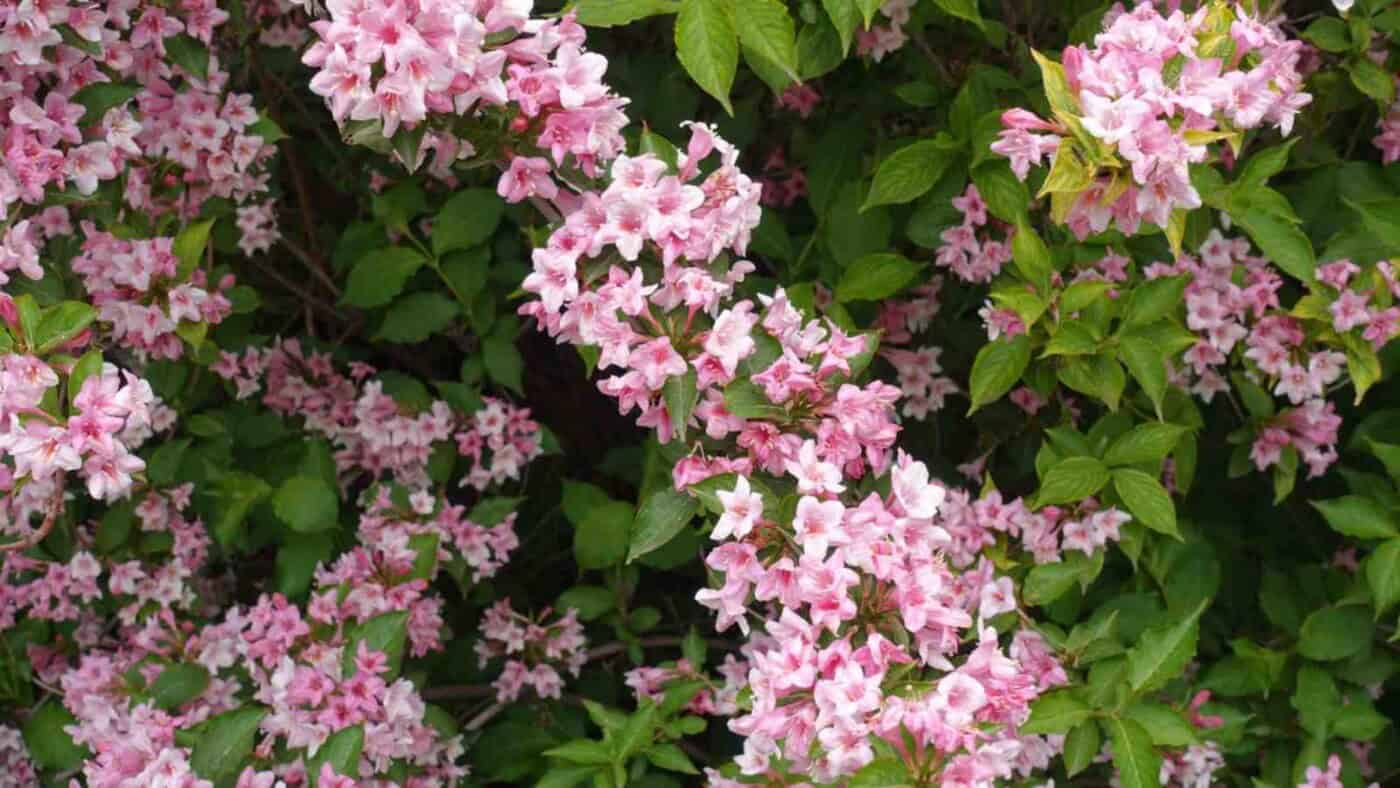 How to Plant, Grow, and Care for Weigela Guide)