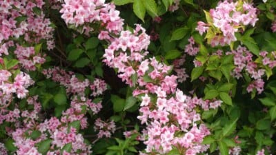 Pink flowers of Weigela