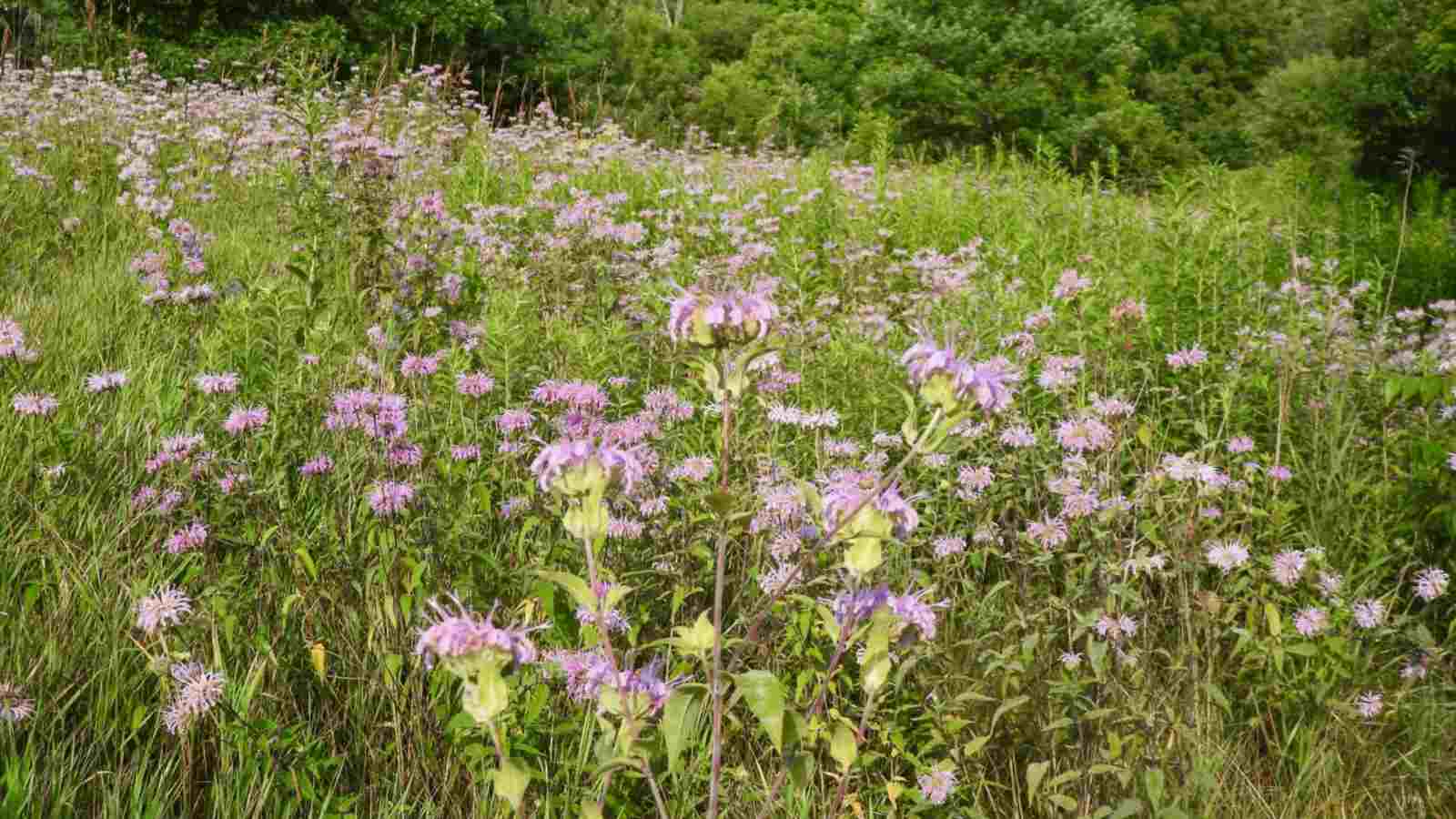 Wild monarda flowers spreading vigorously