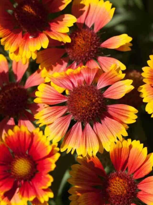 How to Plant, Grow, and Care for Blanket Flower (Gaillardia)