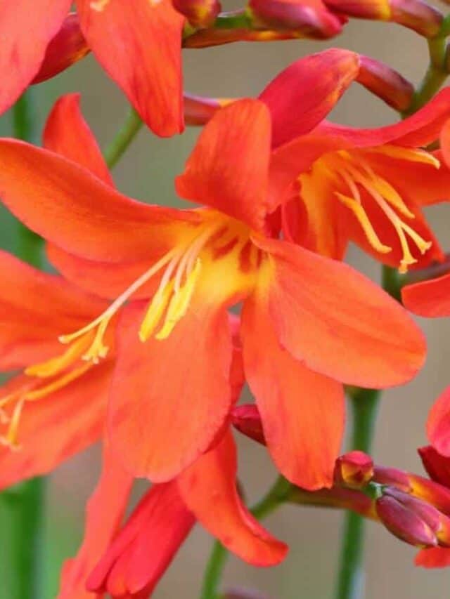 Selective focus of crocosmia flowers