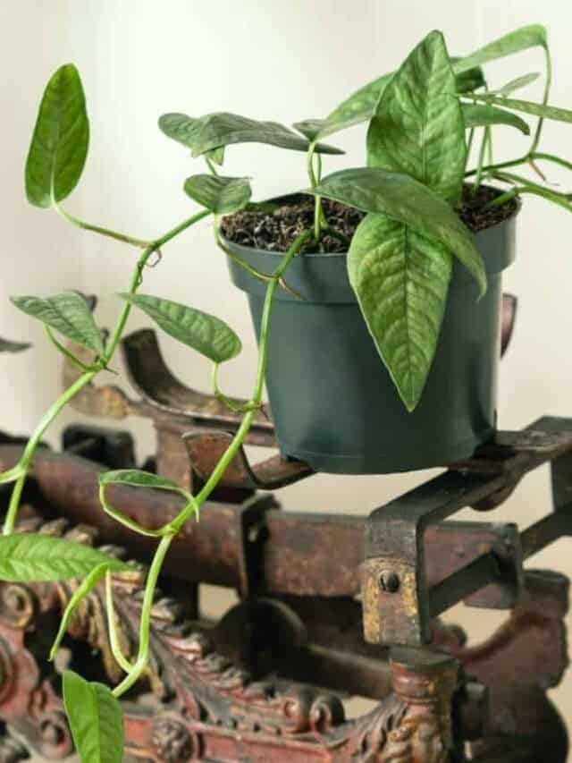 Epipremnum Pinnatum on a black pot on vintage scales