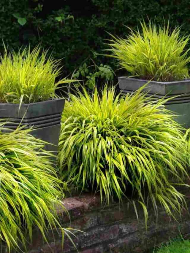 cropped-Garden-pots-with-Hakone-Grass.jpg
