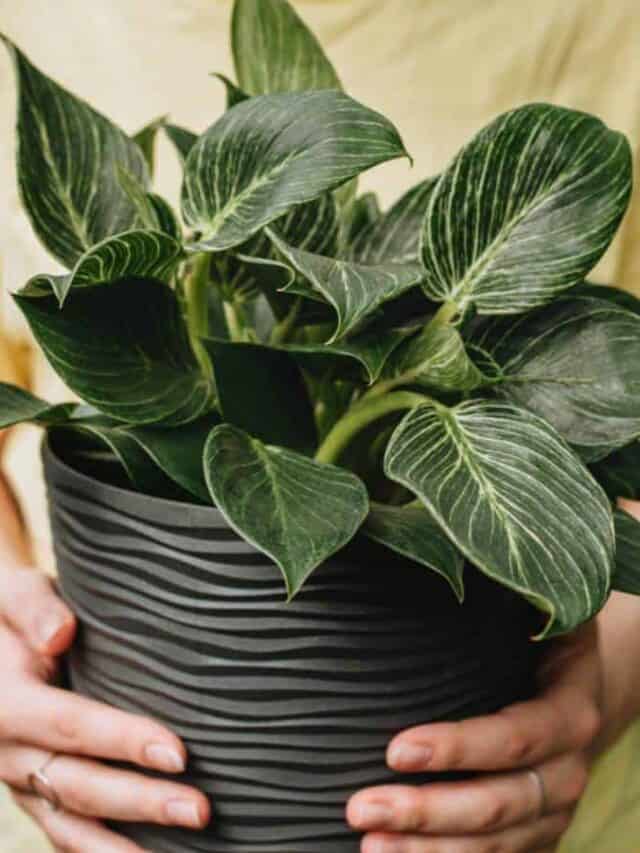 Gardener holding a Philodendron Birkin potted plant