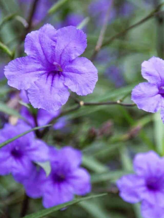 Selective focus on the purple flowers of Mexican petunia
