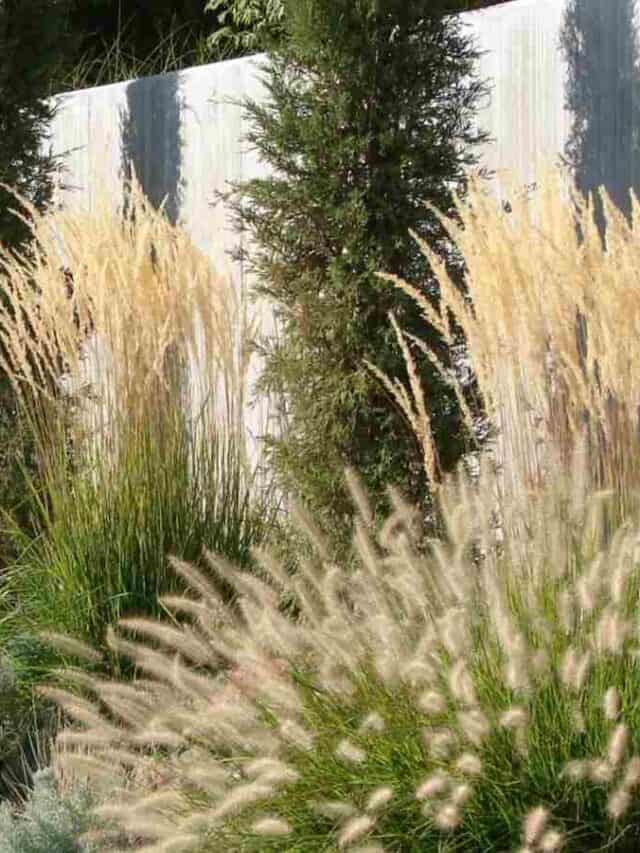 Ornamental grasses in a garden