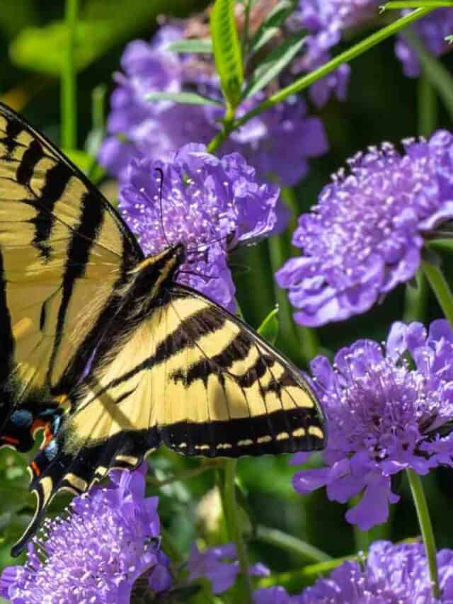 Yellow swallowtail butterfly on purple pincushion flowers