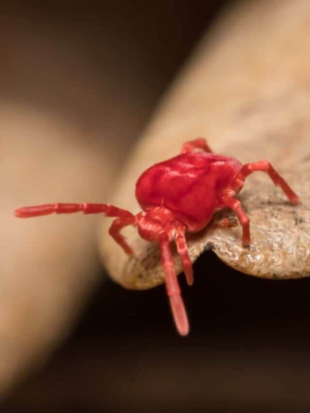 Closeup of a red clover mite on a brown leaf