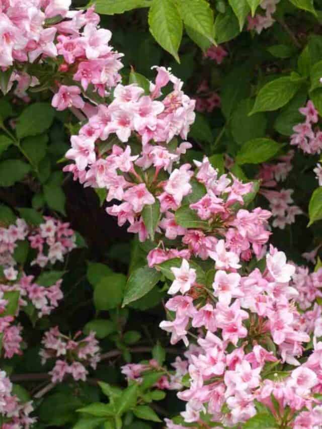 How to Plant, Grow, and Care for Weigela Guide) Natural