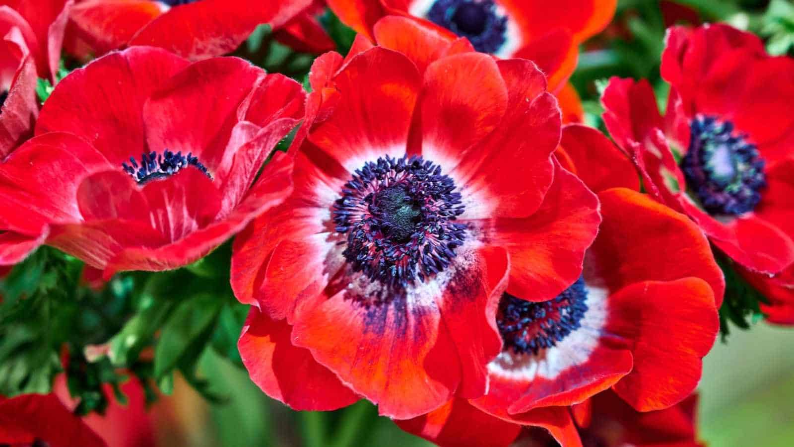 Closeup on the red Anemone flowers