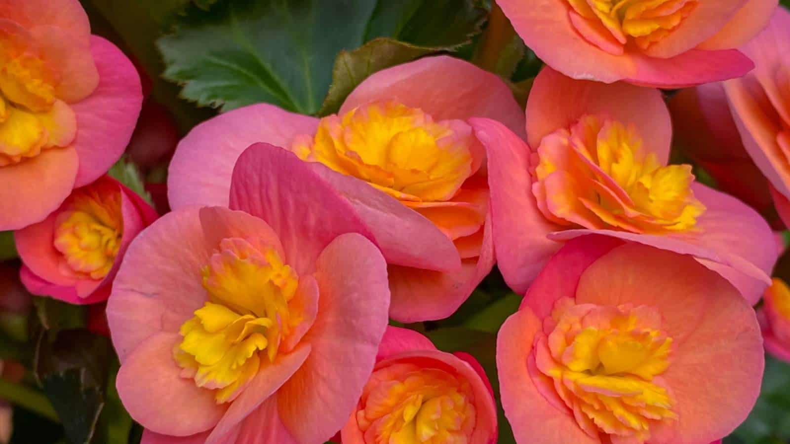 Pink Begonia flowers with yellow center