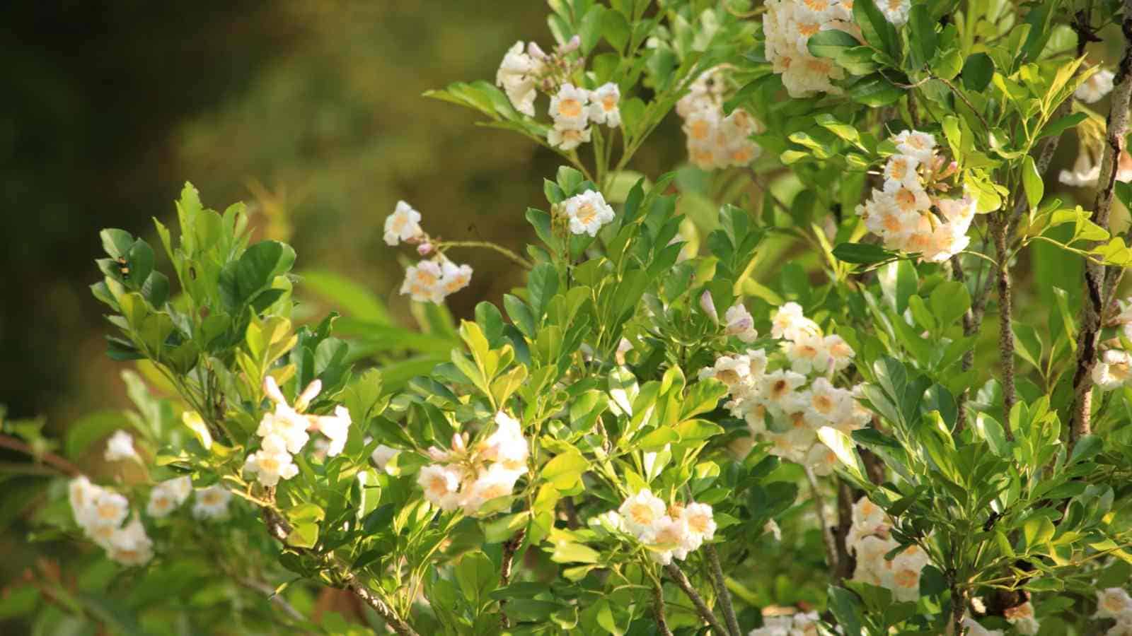 China doll blooming in the garden under sunlight