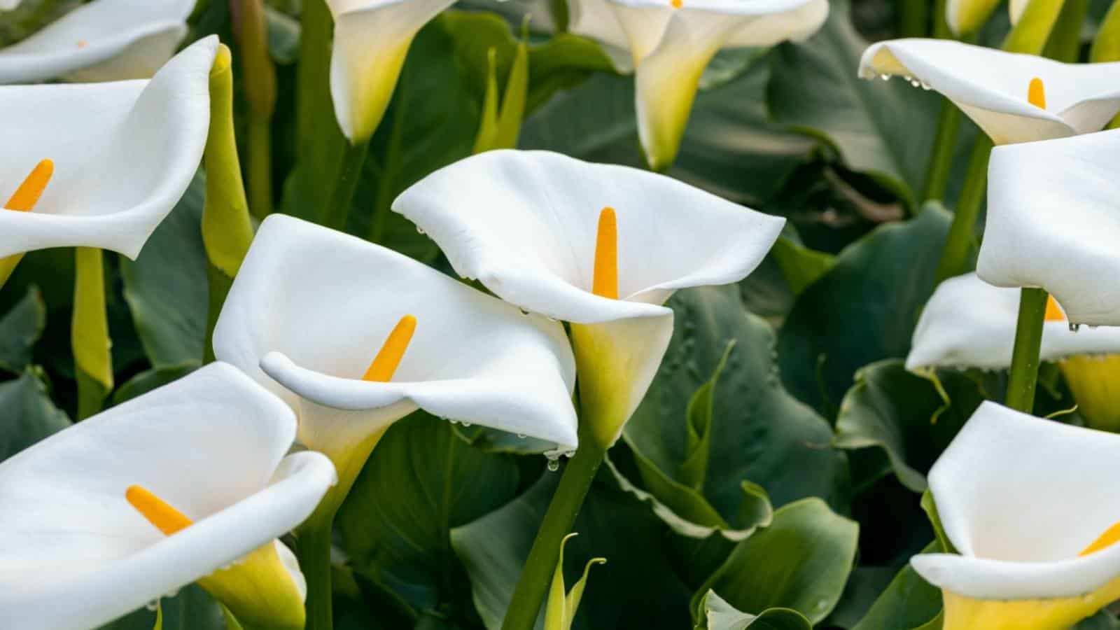 Calla Lily white flowers with green leaves