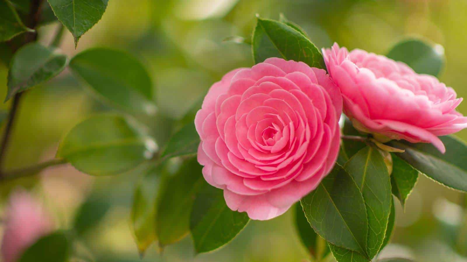Camellia