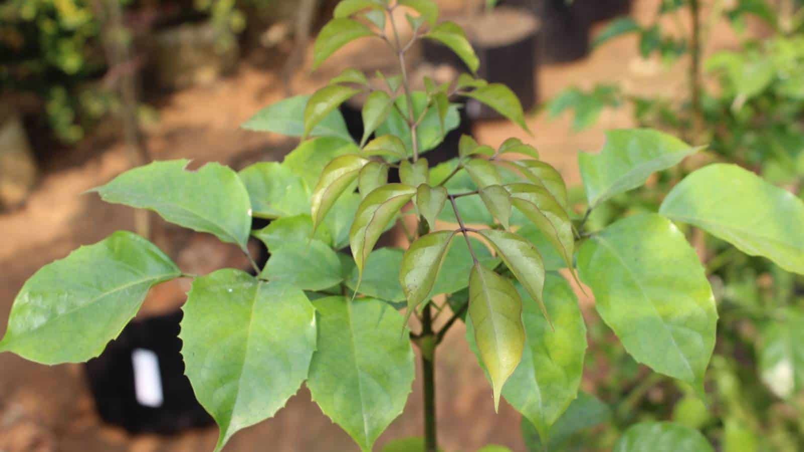 Growing China Doll Plant in the garden