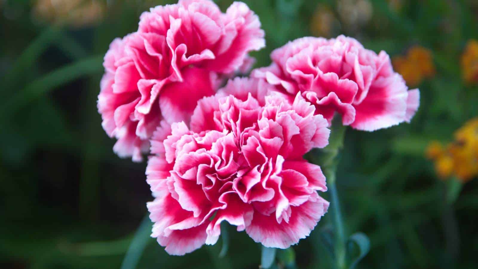 Closeup shot on pink Carnation flowers