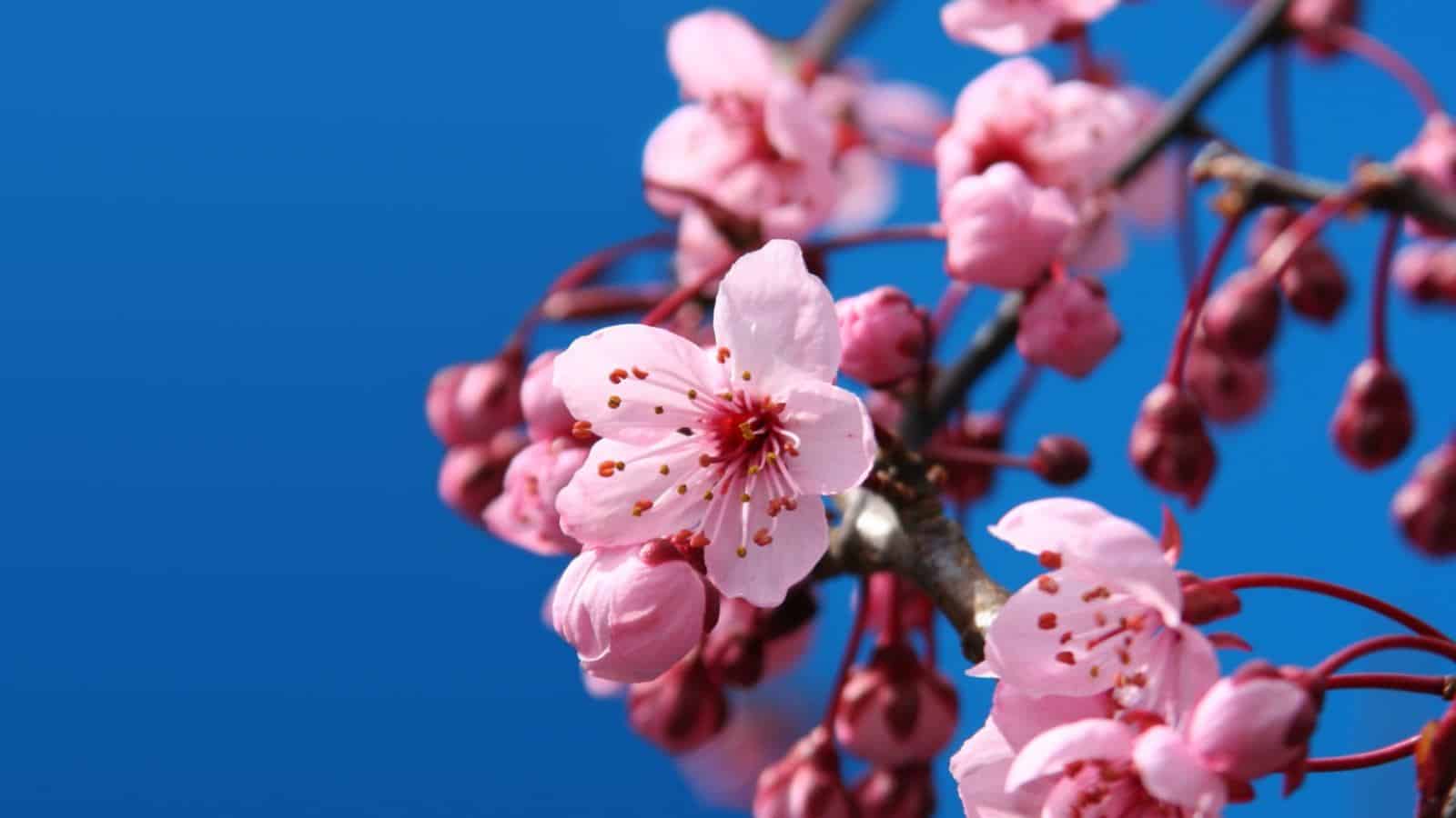 Pink Cherry Blossom flowers against the blue sky