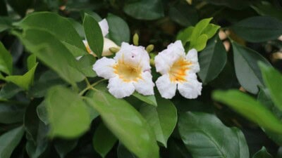 China Doll Plant with white flowers and green leaves
