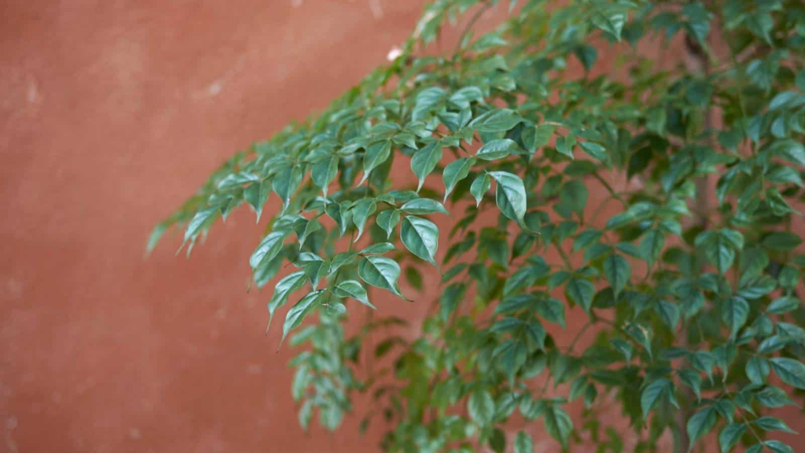 Green leaves of a China Doll plant against a brown wall