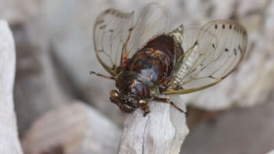 Selective focus of a cicada
