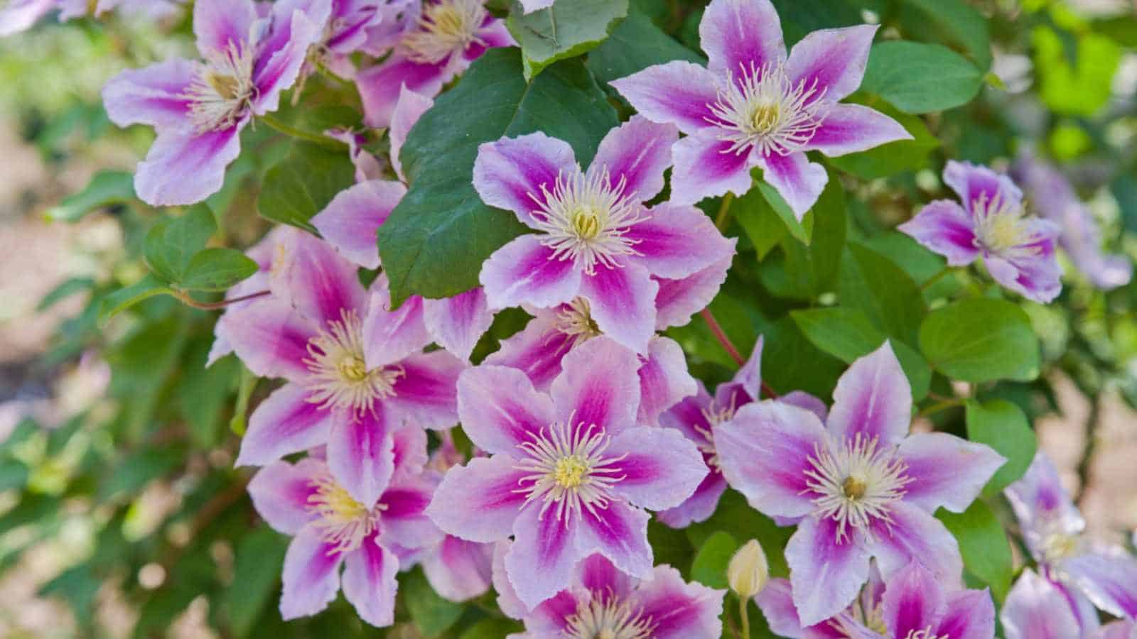 Pink Clematis flowers and green leaves in the garden