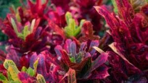How to Grow and Care for Croton Plant (Codiaeum Variegatum)