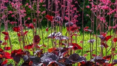 Red leaves and flowers of coral bells